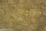Polished Fossil Coral (Actinocyathus) Dish - Morocco #289006-2